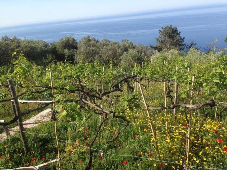 Il Nettare Agriturismo Riomaggiore Eksteriør billede