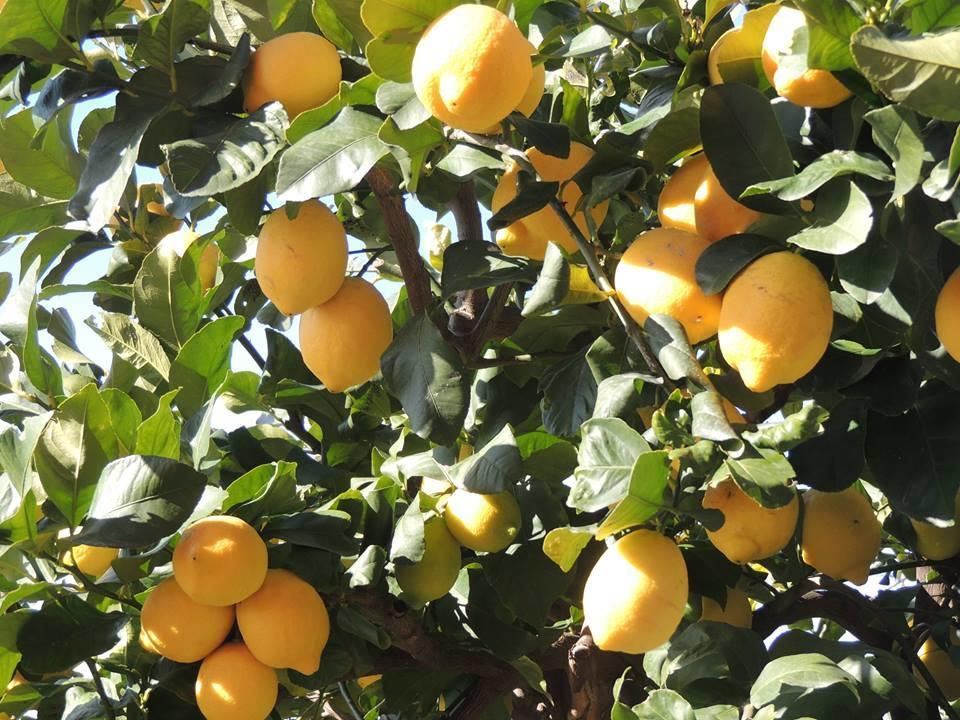 Il Nettare Agriturismo Riomaggiore Eksteriør billede