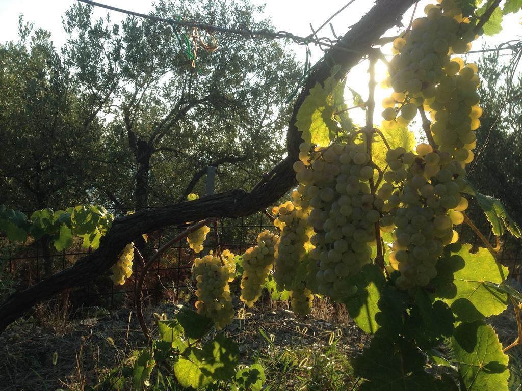 Il Nettare Agriturismo Riomaggiore Eksteriør billede
